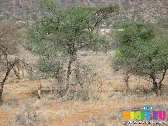 14187 Long necked gazelle